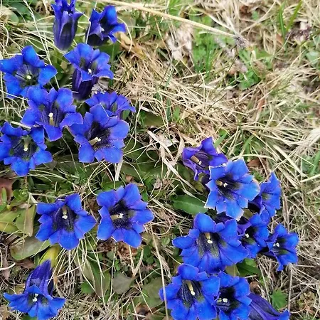 Brunners Harzerhof *