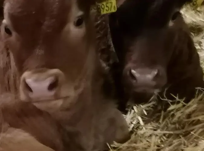 Brunners Harzerhof *