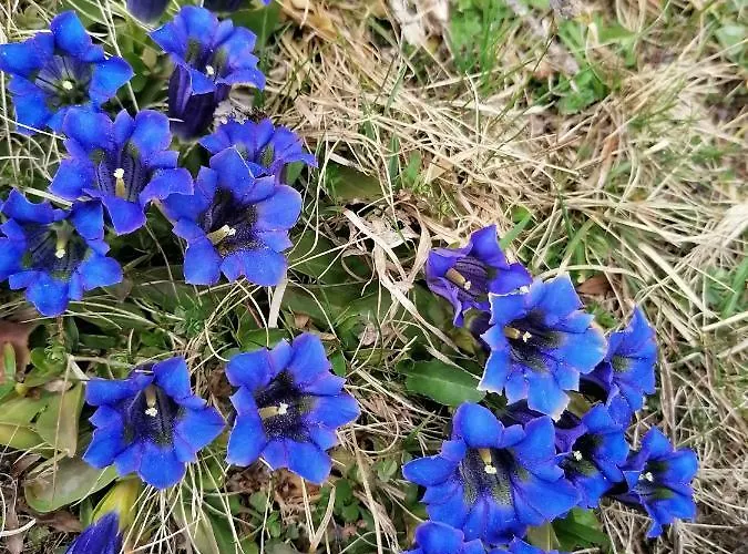 Brunners Harzerhof *