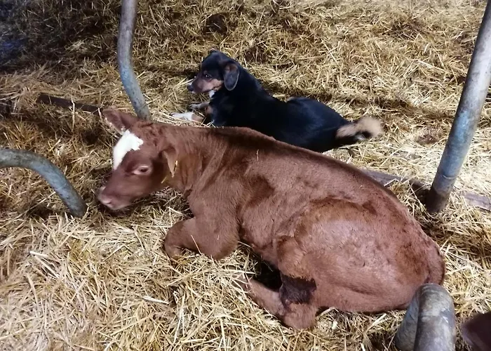 Brunners Harzerhof Iseltwald