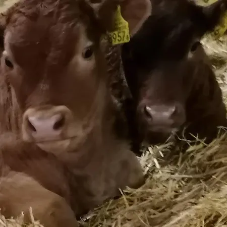 Brunners Harzerhof *